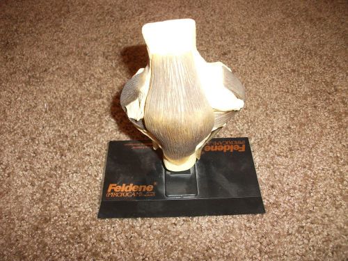 Human knee bone muscle joint anatomical teaching demonstration model,Feldene