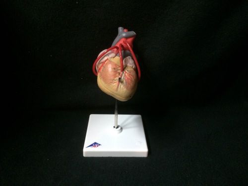 3B Scientific - G05 Classic Heart with Bypass Anatomical Model - 2 part (G 05)