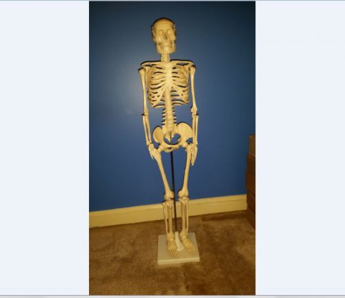 model Skeleton