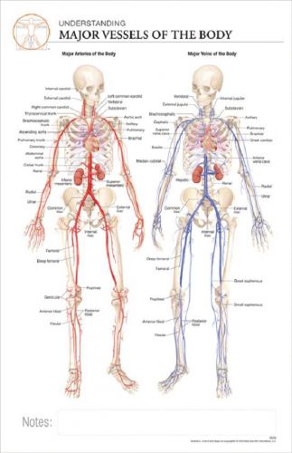 11 x 17 Post-It Anatomical Chart: HUMAN MAJOR VESSELS