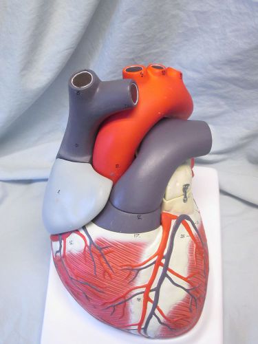 Eisco am75as model human heart 7 part removable dissectable for sale