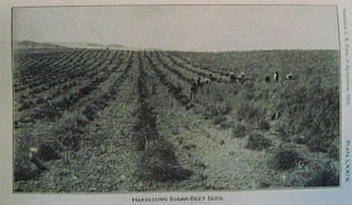 1916 Farmer&#039;s Agriculture Manual; Farming 100 Years Ago; Small Farms, Fruit Crop