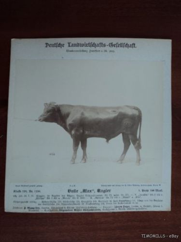 Antique Champion Holstein Dairy Bull Cattle Photo 1899