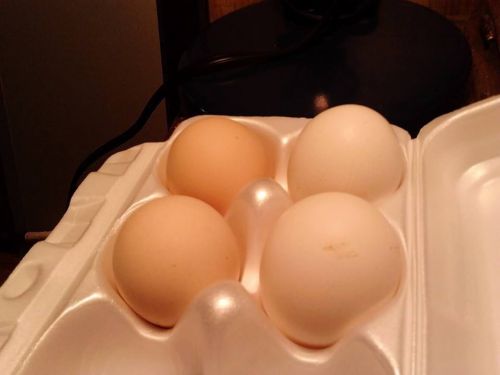 6 White Chantecler hatching eggs