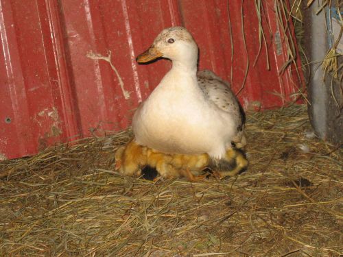 8 call duck eggs,hatching,incubator eggs,