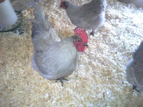 NPIP 10+ LAVENDER ORPINGTON HATCHING EGGS NPIP