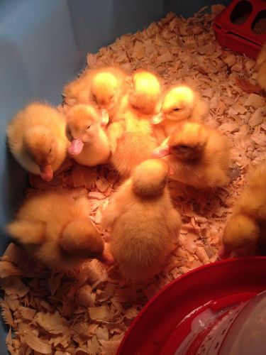 6 fertile hatching eggs, Pure breed White Pekin duck eggs