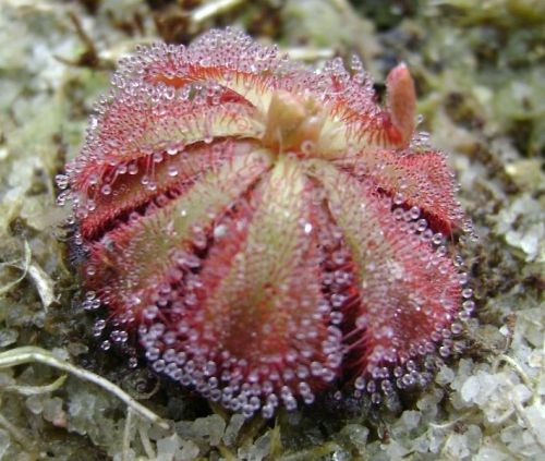 Fresh drosera natalensis (10+ seeds) carnivorous plant, l@@k!!! for sale