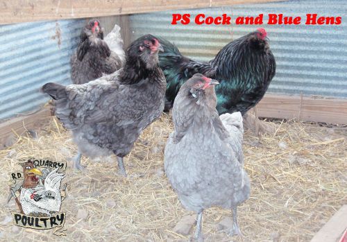 10+ True Black/Blue Ameraucana Hatching Eggs *Show Quality