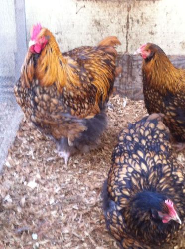 8+GOLD LACED  BLUE ORPINGTON HATCHING  EGGS