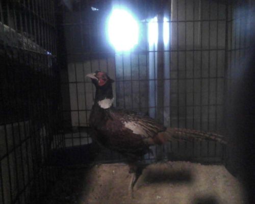 6 Ringneck Pheasant hatching eggs extra if available