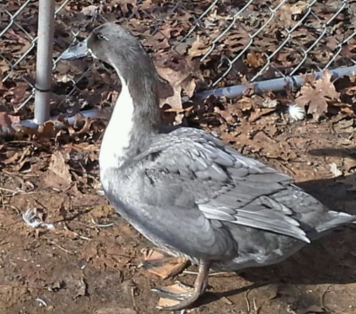 Duck hatching eggs