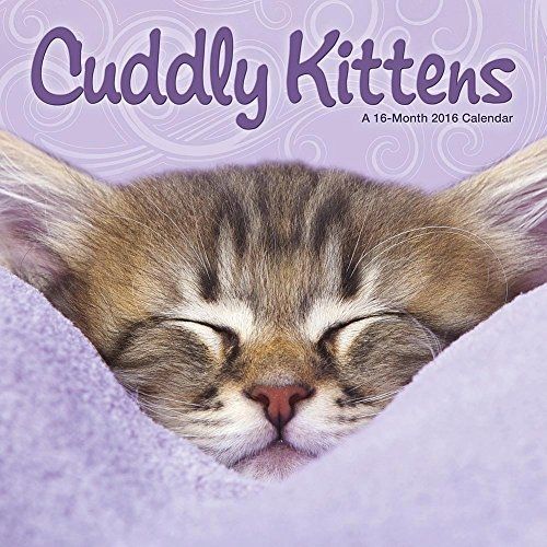 Calendar Company 2016 Monthly Wall Calendar - Cuddly Kittens