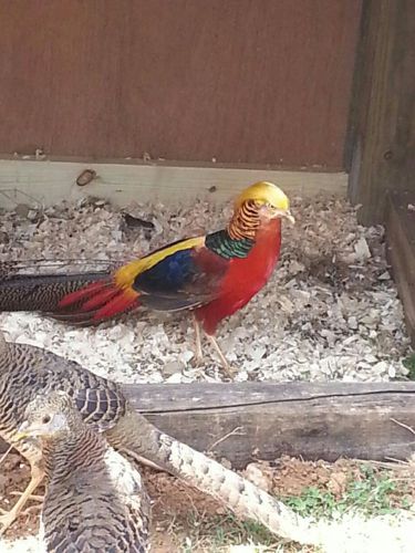 Red Golden Chinese Pheasant Hatching Eggs 18