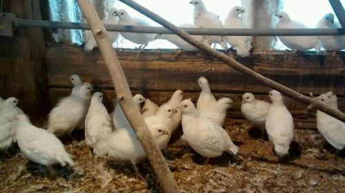 12+ White Bobwhite Quail Eggs for hatching