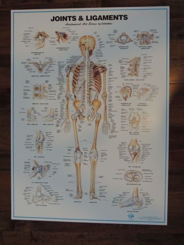 VTG New Joints &amp; Ligaments Anatomical Art Series Orthoflex 1996 Poster Skeleton