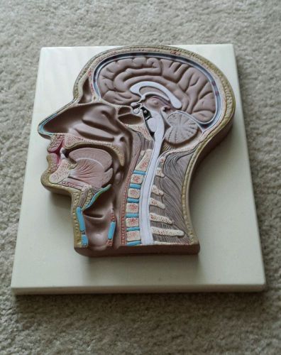 Brain Head Medical Display Teaching Tool Oddity Vintage
