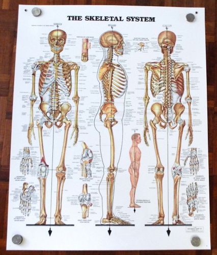 2 Anatomical Chart Co 1983 Skeletal &amp; 1986 The Muscular System 20 x 26 Poster