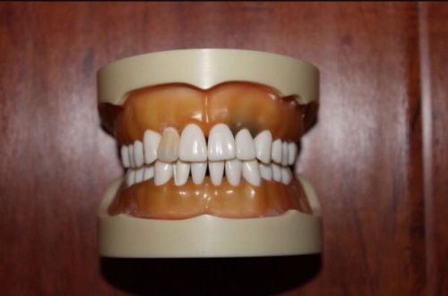 Nissin Kilgore Dental Typodont