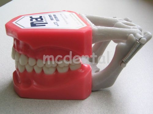 NEW ADULT TYPODONT DENTAL MODEL TEETH REMOVABLE
