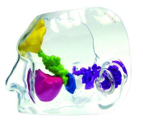 Gpi anatomicals clear sinus anatomical model for sale