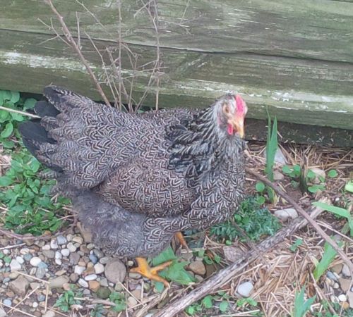 6x *RARE* SILVER PENCILED ROCK  hatching eggs/ chicken/good results/fertile RARE