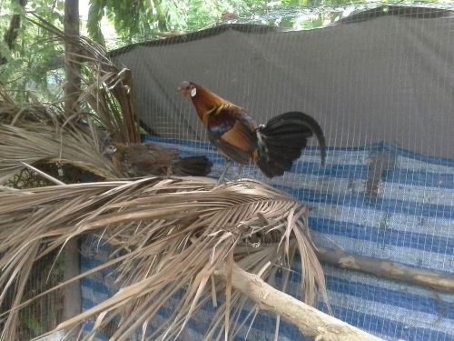 Red Jungle Fowl hatching eggs