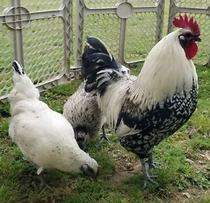 6+ Mosaic Hatching Eggs (NPIP AI Clean)