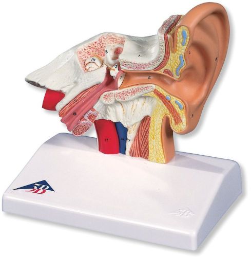 Desktop Ear Model Times Enlarged 5.5&#034; X 3.9&#034; X 5.8&#034; Human E12