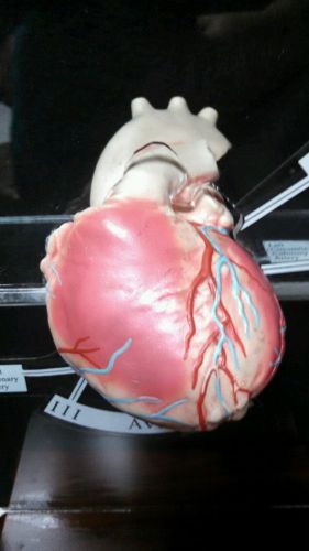 Medical Plastics Laboratory - Heart EKG ECG Anatomical Model