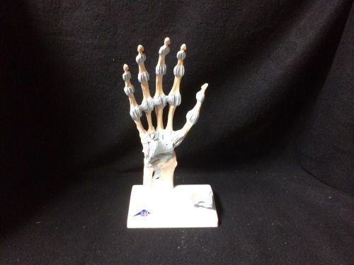 3B Scientific - M33 Skeleton Hand w/ Ligaments &amp; Carpal Tunnel Anatomical Model
