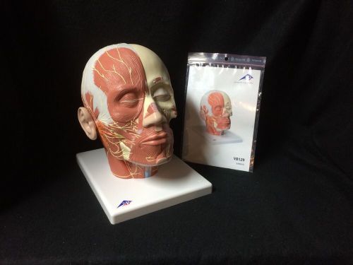 3B Scientific - VB129 Head Musculature Anatomical Model with Nerves (VB 129)