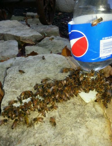 Honey bee bottle feeder Fast Shipping