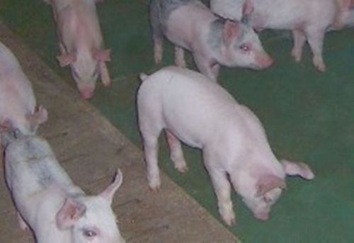 Wean to Finish Mat 4x4 Confinement Farrowing Supplies Pigs Sows Swine