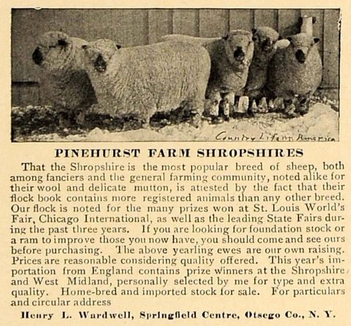 1906 ad pinehurst farm shropshire sheep henry wardwell - original cl4 for sale