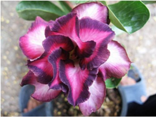 Fresh Rare Exotic ADENIUM OBESUM DESERT ROSE &#034;Violetcity&#034; (10 Seeds) WOW!!!!!!