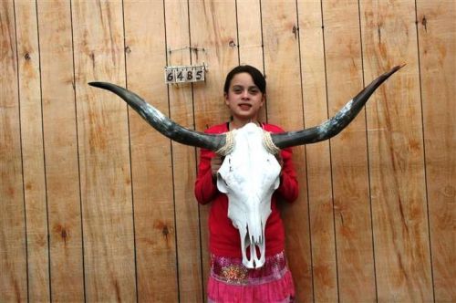 Steer skull long horns 3&#039; 8&#034; cow bull skulls horn h6485 for sale