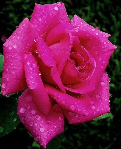 Fresh hot pink rose (10 seeds) beautiful roses..winter hardy..wow!!!!!! for sale
