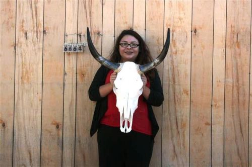 Steer skull long horns 1&#039; 11&#034; cow bull skulls horn h6664 for sale