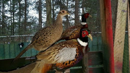 12 ++ Ringneck Pheasant hatching eggs