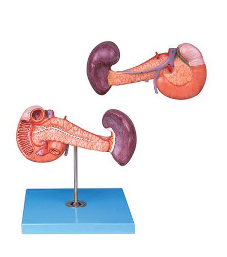 Medical Anatomical Model Human Pancreas with Spleen and Duodenum 106