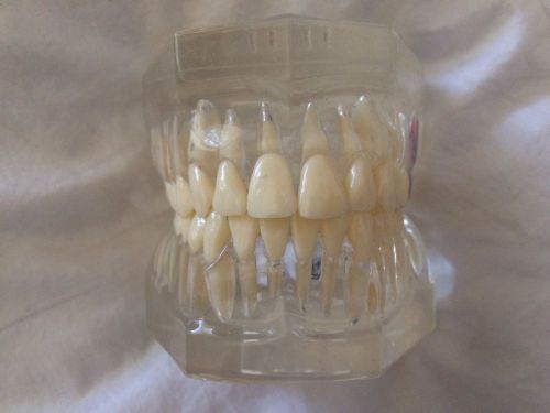 Visit Adult Dental Typodont Model 2072