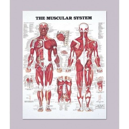 The Muscular System * Anatomy Poster * Anatomical Chart Company