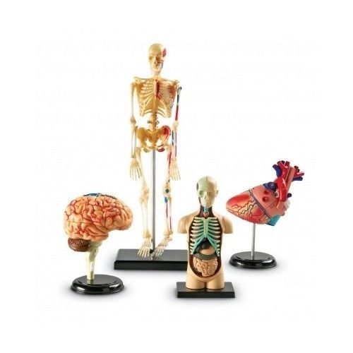 Human Body Anatomy Model Heart Brain Skeleton Organs 4d Science Lab Medical Set