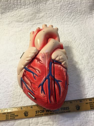 Denoyer Geppert Heart Plaster Anatomical Model Giant hands-on 2x life size DG821