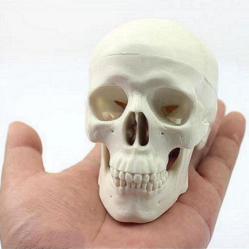 Teaching Mini Skull Human Anatomical Anatomy Head Medical Model Convenient 20#47