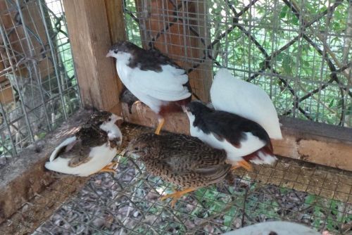 16 Beautiful Assorted Button Quail Eggs Shipped In FOAM! For Hatching Poultry