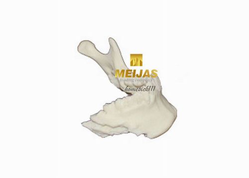 Xingxing dental lower jaw teeth model for teaching 5001-1 ho for sale