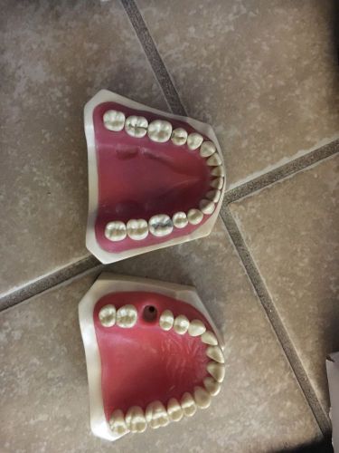 Columbia Dental Typodont **Authentic**