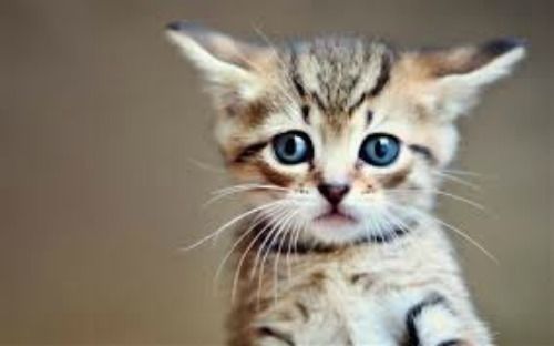 30 Personalized Return Address Labels KITTEN # 2!